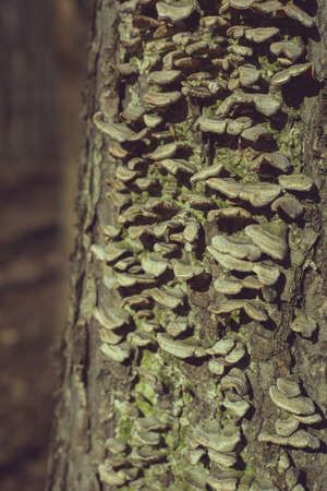 Tree trunk with moss growing verticallyの写真素材