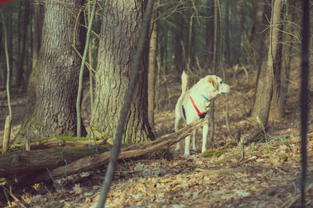 dog on its own in the forest standing between the treesの写真素材