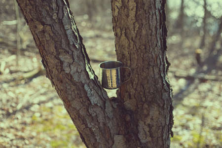 Mug wedged in between a forked tree on sunny dayの写真素材
