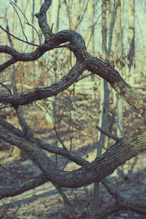 crooked branches hiding from the sun in springの写真素材