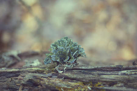 Tuft of green and blue moss growing on fallen treeの写真素材