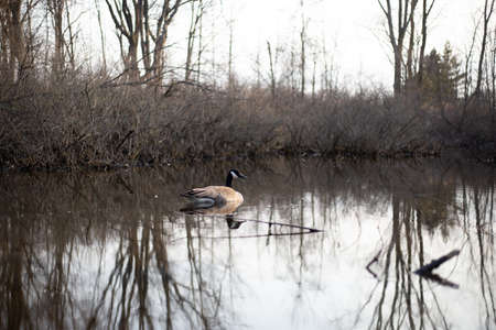 Canadian goose swimming in springの写真素材