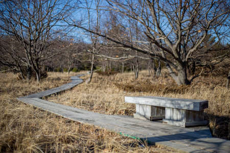 Wood bench and path through dune grass on a sunny day in springの写真素材