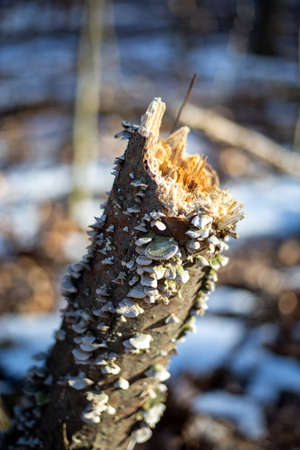 Cerrenca shelf fungi growing on dead branch in springの写真素材
