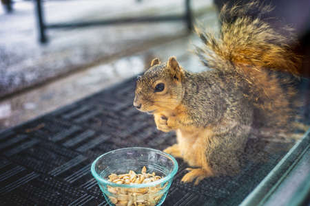 A reluctant squirrel savoring his treasure