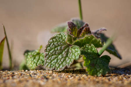 Green and purple micro plant growing out of cement cracksの写真素材