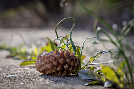 A pinecone with wild spring onions and other weeds growing from a sidewalk on a sunny day in springの写真素材