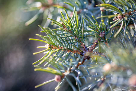 Spring light shining on pine needle clusters in macroの写真素材