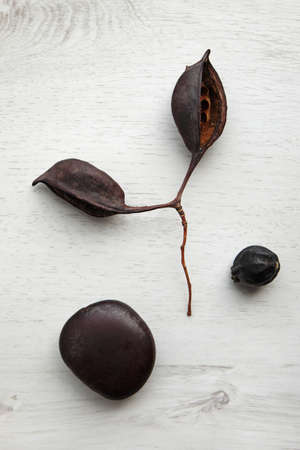 dried dark brown seeds on a white wooden backgroundの写真素材