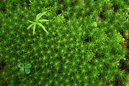small plants on massive green stellate mossの写真素材
