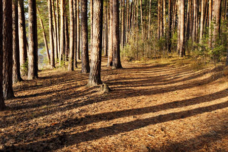 Autumn pine forest on the shore of the lakeの写真素材