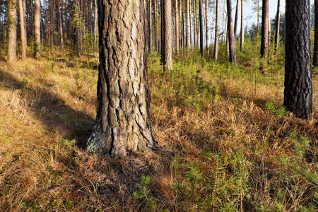 Large old pine in an autumn forest without undergrowthの写真素材
