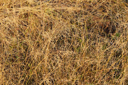 Texture of yellow grass top view, close-up view.
