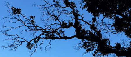 Tropical vegetation against the sky as a silhouette in a moist mountain forest in Nepalの写真素材