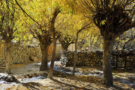 A street with a stream running along it and trees with yellow leaves in a mountain village in Nepalの写真素材