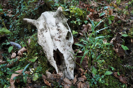 dead cows skullの写真素材