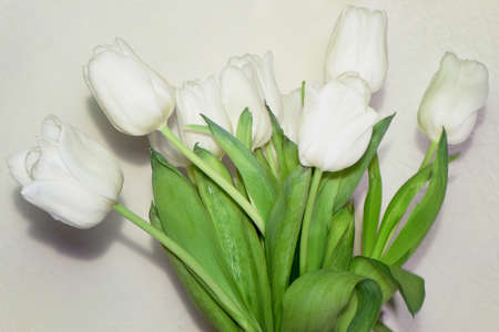 white tulips on a light backgroundの写真素材