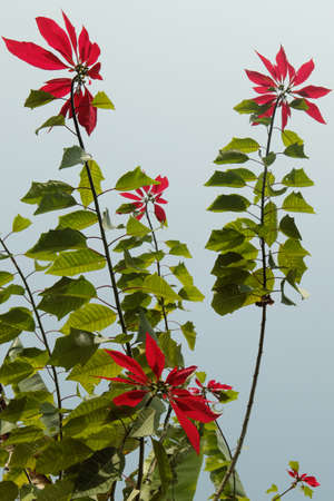 Red Nepalese flowersの写真素材
