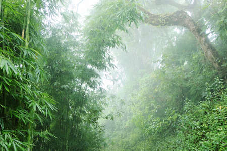 The humid jungle in the mountainsの写真素材