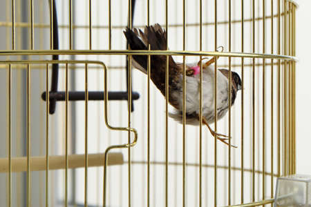japanese sparrow in a cageの写真素材