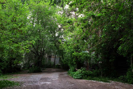 old city street among green treesの写真素材