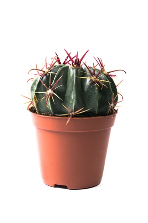 cactus on the white backgroundの写真素材