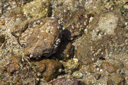 	shell on the white backgroundの写真素材