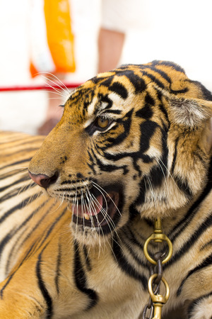 	tiger on the white backgroundの写真素材