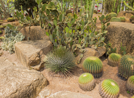 cactus on the white backgroundの写真素材