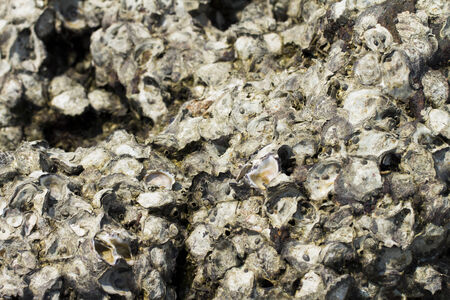 	shell on the white backgroundの写真素材