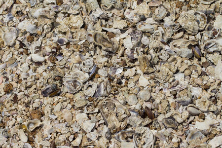 	shell on the white backgroundの写真素材