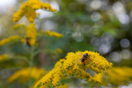 Beautiful flower meadow chamomile blooming little bee flying