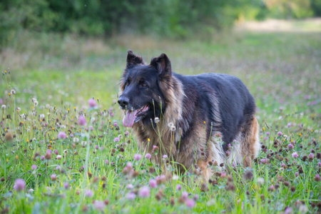 Old German Shepherd Dog walking on flower meadow