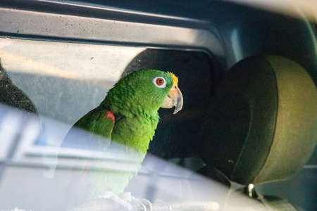 Parrot behind a car window looks right