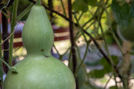 Strange hairy fruits grow on tendrils closeupの写真素材
