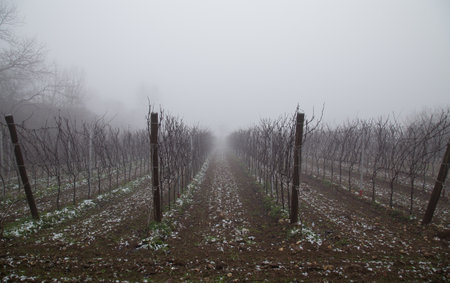 Winter vineyard in the fog. Vineyard in the winter.の写真素材