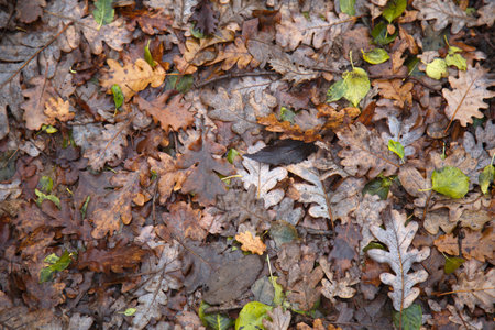 Autumn oak leaves on the ground in the forest, close-upの写真素材
