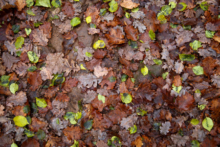 Autumn leaves on the ground as a background. Top view.の写真素材