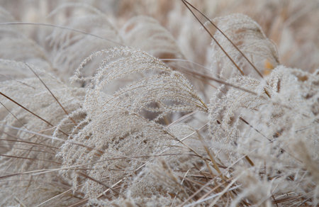 Pampas grass in winter, shallow depth of field, selective focusの写真素材