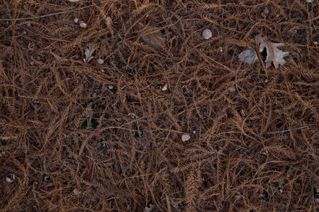 Frozen pine needles and leaves in the forest. Winter background.の写真素材