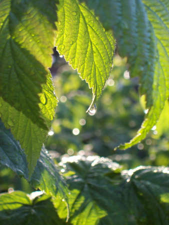 dew on a leaf of raspberry morning