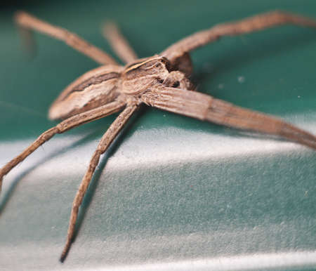 Spider