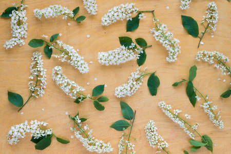 Twigs of blooming bird cherry laying out on wooden board.