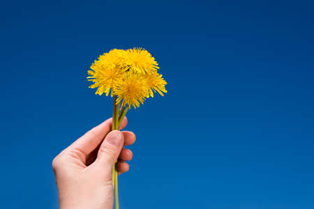 Female hand holding a bunch of dandelions over a blue sky in the sunny summer day.