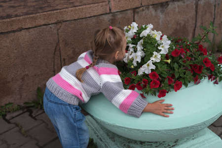 Little girl smelling flowers on a flower-bed.の写真素材