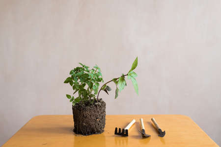 Sprout of basil and a garden tool kit on a wooden table.の写真素材