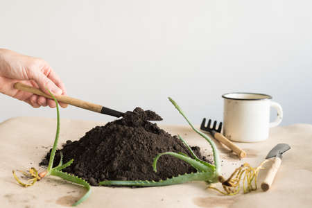 Planting aloe vera sproutの写真素材