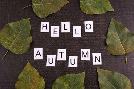 Autumn composition with a sign and big leaves