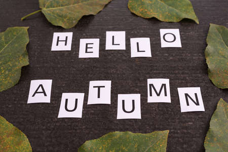 Autumn composition with a sign Hello autumn and big leaves a black background.の写真素材