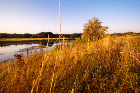 Golden meadowの写真素材